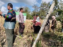 Demonstration Plot Tanaman Jagung Bersama PPL di Padukuhan Jetis Kalurahan Pampang 